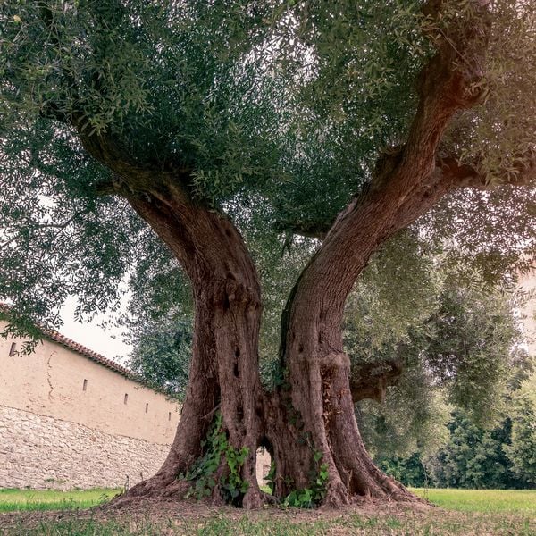 Produktbild: Trees 2027