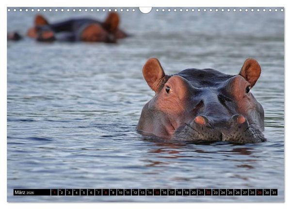 Produktbild: Wildes Leben in Afrika (Wandkalender 2026 DIN A3 quer), CALVENDO Monatskalender