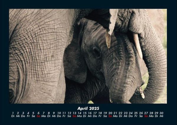 Produktbild: Der Elefantenkalender 2025 Fotokalender DIN A4