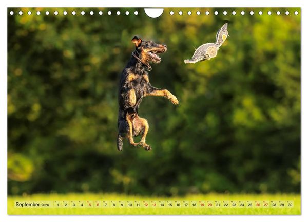 Produktbild: Deutscher Terrier - ein leidenschaftlicher J&auml;ger (Wandkalender 2026 DIN A4 quer), CALVENDO Monatskalender