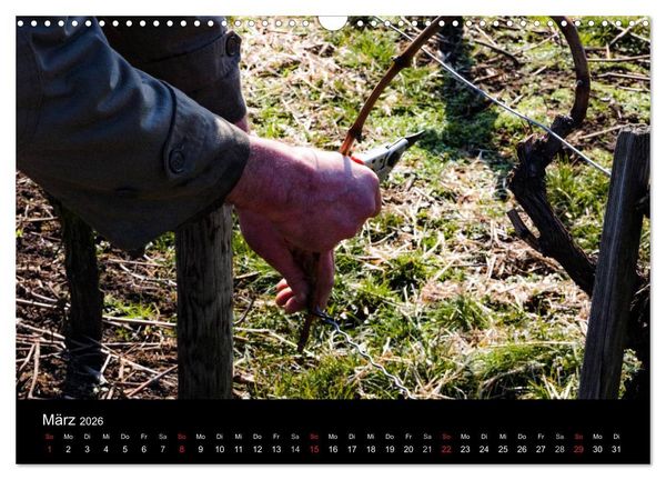 Produktbild: Das Jahr im Weinberg (Wandkalender 2026 DIN A3 quer), CALVENDO Monatskalender