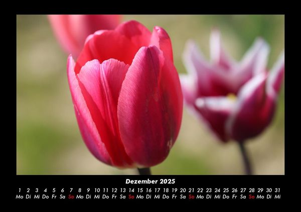 Produktbild: Blumentr&auml;ume 2025 Fotokalender DIN A3