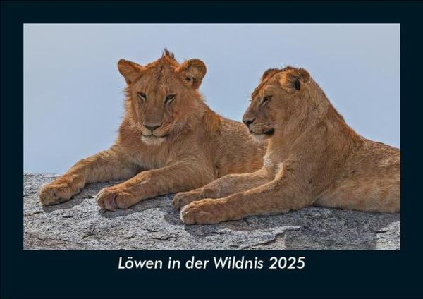 Produktbild: L&ouml;wen in der Wildnis 2025 Fotokalender DIN A5