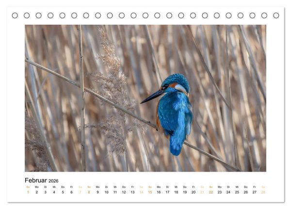 Produktbild: Wiener Tierwelt (Tischkalender 2026 DIN A5 quer), CALVENDO Monatskalender