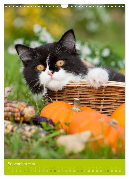 Produktbild: Britisch Langhaar Katzen (Wandkalender 2026 DIN A3 hoch), CALVENDO Monatskalender
