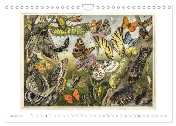 Produktbild: Farbenpr&auml;chtige Fauna. Fische, V&ouml;gel, Schmetterlinge in Grafiken des 19 Jahrhunderts (Wandkalender 2026 DIN A4 quer), CALVENDO Monatskalender