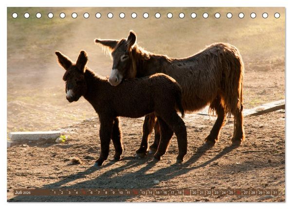 Produktbild: Liebenswerte Langohren - Die Sch&ouml;nheit der Esel (Tischkalender 2026 DIN A5 quer), CALVENDO Monatskalender