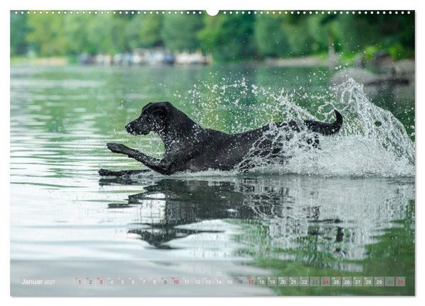 Produktbild: Labradore im Wasser (Wandkalender 2027 DIN A2 quer), CALVENDO Monatskalender