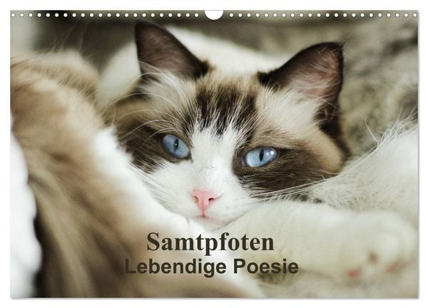 Produktbild: Samtpfoten Lebendige Poesie (Wandkalender 2026 DIN A3 quer), CALVENDO Monatskalender