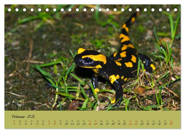 Produktbild: Feuersalamander - Liebenswerte Heimlichtuer (Tischkalender 2026 DIN A5 quer), CALVENDO Monatskalender