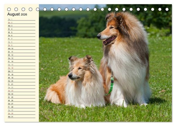 Produktbild: Collie - Mein bester Freund (Tischkalender 2026 DIN A5 quer), CALVENDO Monatskalender