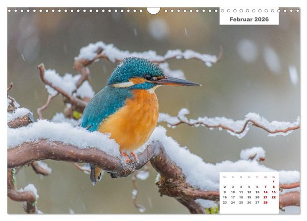 Produktbild: Zwei Tierfotografen Zw&ouml;lf Highlights (Wandkalender 2026 DIN A3 quer), CALVENDO Monatskalender
