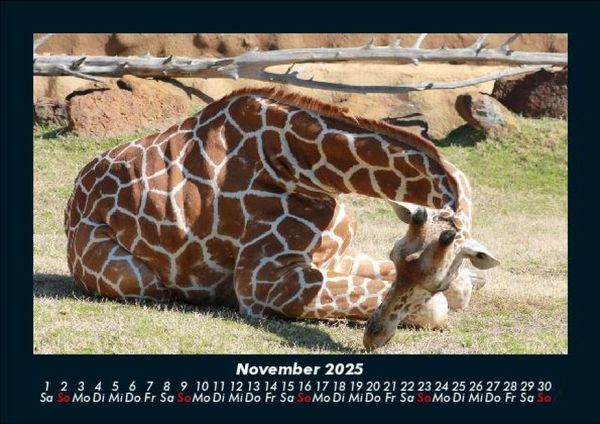 Produktbild: Giraffen 2025 Fotokalender DIN A5