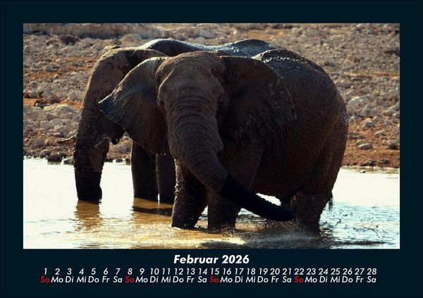 Produktbild: Elefanten - Die sanften Riesen Afrikas 2026 Fotokalender DIN A5