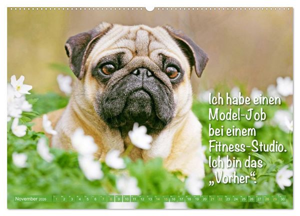 Produktbild: Mopsala: Vom Gl&uuml;ck, ein Mops zu sein (Wandkalender 2026 DIN A2 quer), CALVENDO Monatskalender