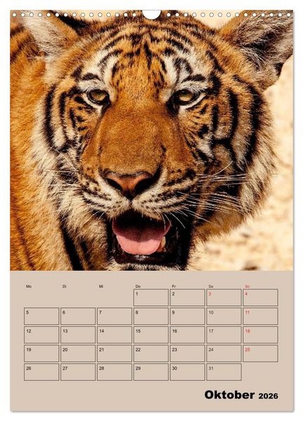 Produktbild: Gro&szlig;katzen. Raubkatzengesichter (Wandkalender 2026 DIN A3 hoch), CALVENDO Monatskalender