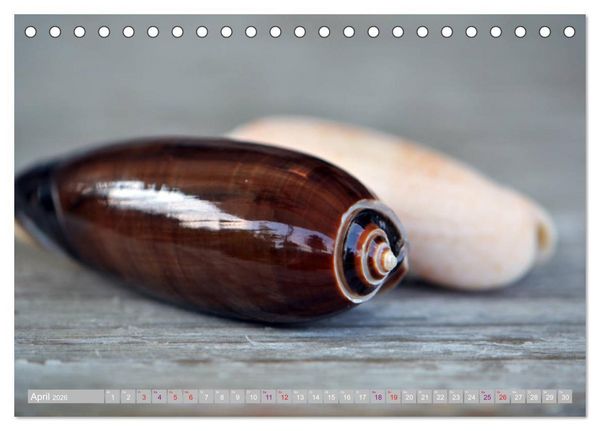 Produktbild: H&auml;user der Meere: Muscheln - Seeigel - Schnecken (Tischkalender 2026 DIN A5 quer), CALVENDO Monatskalender