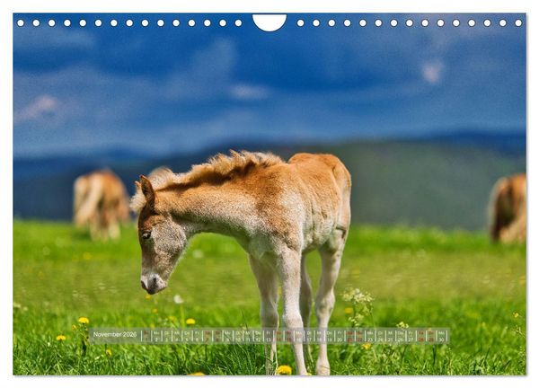 Produktbild: Haflinger Pferde in Th&uuml;ringen (Wandkalender 2026 DIN A4 quer), CALVENDO Monatskalender