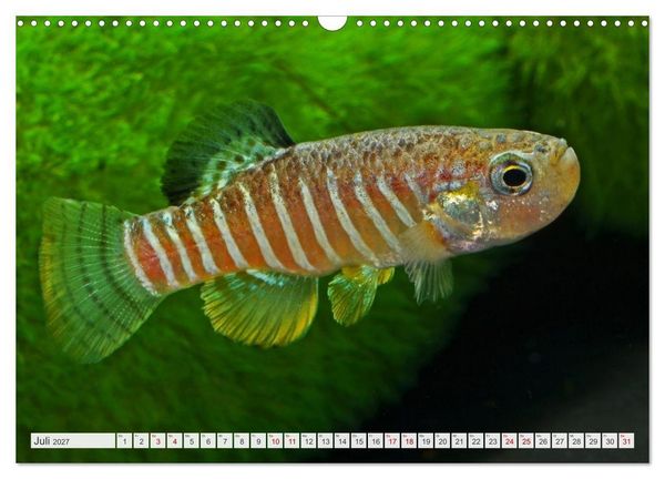 Produktbild: Outdoor-Aquaristik (Wandkalender 2027 DIN A3 quer), CALVENDO Monatskalender