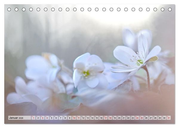 Produktbild: Wenn Bl&uuml;ten tr&auml;umen tanzt das Licht (Tischkalender 2026 DIN A5 quer), CALVENDO Monatskalender