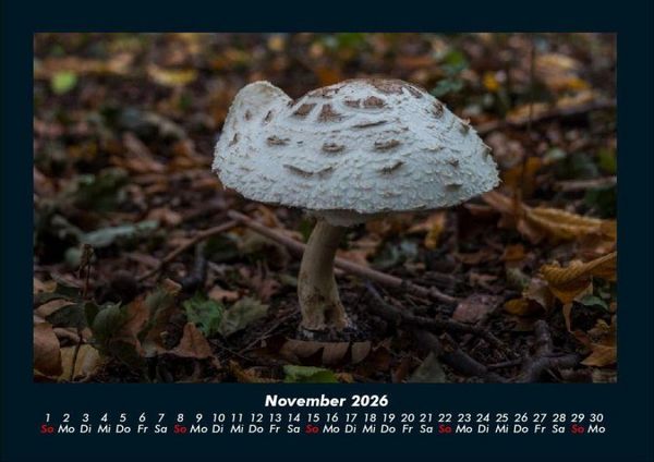 Produktbild: Pilzkalender 2026 Fotokalender DIN A4