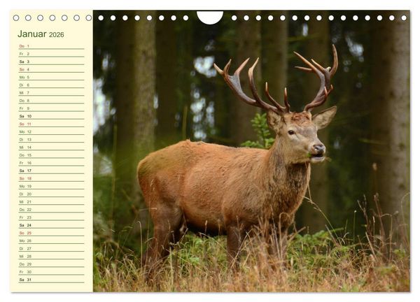 Produktbild: Begegnungen. DER HIRSCH (Wandkalender 2026 DIN A4 quer), CALVENDO Monatskalender