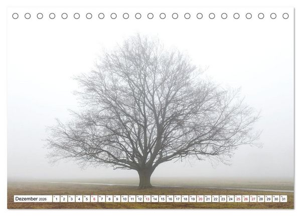 Produktbild: Die Buche: 12 Baumportr&auml;ts (Tischkalender 2026 DIN A5 quer), CALVENDO Monatskalender