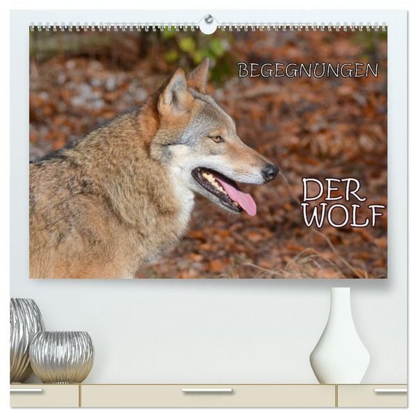 Produktbild: Begegnungen DER WOLF (hochwertiger Premium Wandkalender 2026 DIN A2 quer), Kunstdruck in Hochglanz