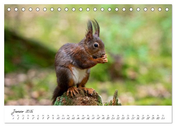 Produktbild: Die Schwarzwald-Eichh&ouml;rnchen (Tischkalender 2026 DIN A5 quer), CALVENDO Monatskalender
