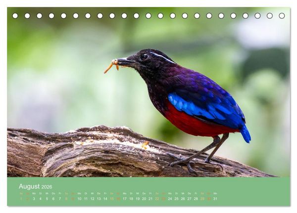 Produktbild: Zwischen Nebel und Baumriesen - V&ouml;gel Borneos (Tischkalender 2026 DIN A5 quer), CALVENDO Monatskalender