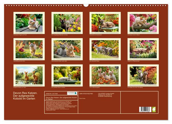 Produktbild: Devon Rex Katzen. Der aufgeweckte Kobold im Garten (Wandkalender 2026 DIN A2 quer), CALVENDO Monatskalender