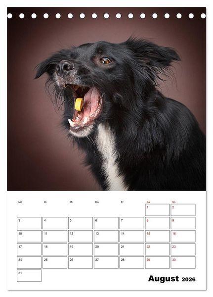 Produktbild: Fang das Leckerli (Tischkalender 2026 DIN A5 hoch), CALVENDO Monatskalender