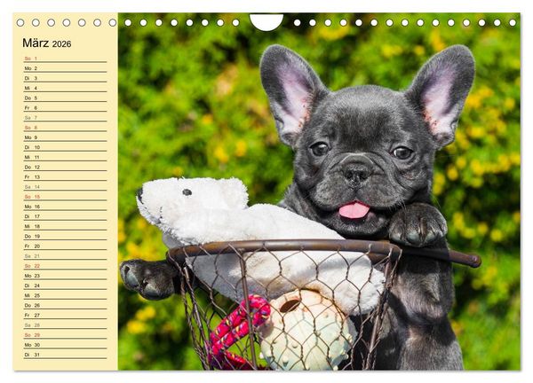 Produktbild: Franz&ouml;sische Bulldogge - Clown auf 4 Pfoten (Wandkalender 2026 DIN A4 quer), CALVENDO Monatskalender