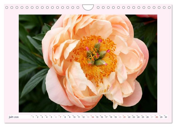 Produktbild: Pivoines - Roses sans &eacute;pines (Calendrier mural 2026 DIN A4 vertical), CALVENDO calendrier mensuel