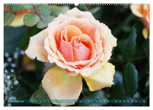 Produktbild: Romantische Rosentr&auml;ume (hochwertiger Premium Wandkalender 2026 DIN A2 quer), Kunstdruck in Hochglanz