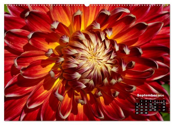 Produktbild: Magical Dahlias (High Quality Premium Wall Calendar 2026 DIN A2 landscape),CALVENDO 12 Month Wall Calendar