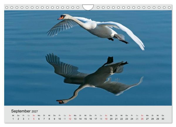 Produktbild: Mit dem Schwan durchs Jahr 2027 (Wandkalender 2027 DIN A4 quer), CALVENDO Monatskalender