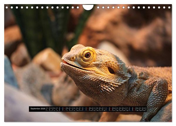 Produktbild: Exoten-Kalender (Wandkalender 2026 DIN A4 quer), CALVENDO Monatskalender