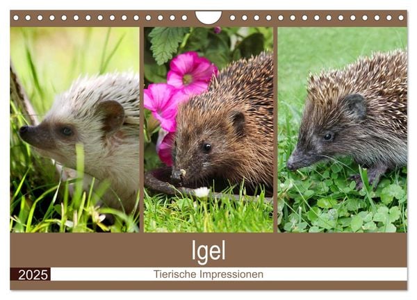 Igel 2025. Tierische Impressionen (Wandkalender 2025 DIN A4 quer), CALVENDO Monatskalender