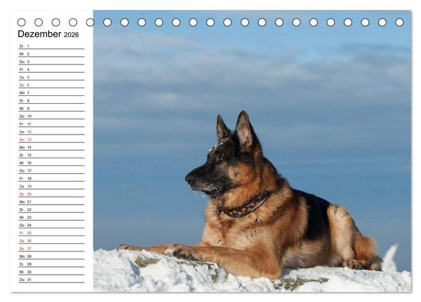 Produktbild: Deutsche Sch&auml;ferhunde - Liebenswerte Graunasen (Tischkalender 2026 DIN A5 quer), CALVENDO Monatskalender