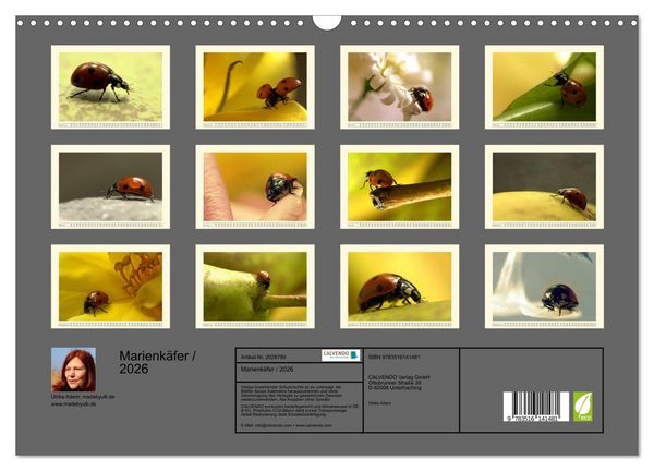 Produktbild: Marienk&auml;fer / 2026 (Wandkalender 2026 DIN A3 quer), CALVENDO Monatskalender