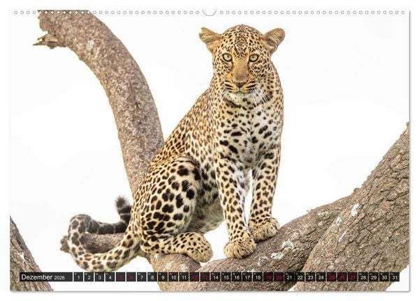 Produktbild: Safari Afrika (hochwertiger Premium Wandkalender 2026 DIN A2 quer), Kunstdruck in Hochglanz