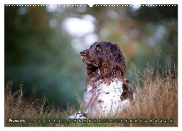 Produktbild: Jagdhund im Portrait - Deutsch Langhaar (Wandkalender 2026 DIN A2 quer), CALVENDO Monatskalender