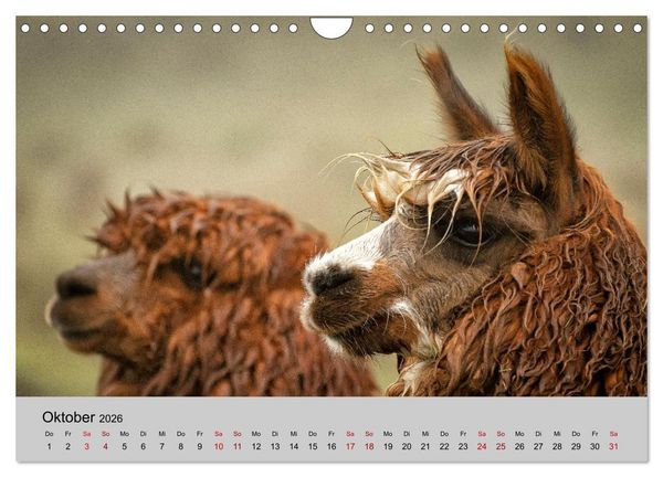 Produktbild: Unter Lamas und Alpakas (Wandkalender 2026 DIN A4 quer), CALVENDO Monatskalender