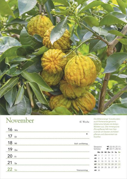 Produktbild: Ein Jahr in meinem Garten – Wochenkalender 2026 – Garten-Kalender mit 53 Blatt – Format 21,0 x 29,7 cm – Spiralbindung