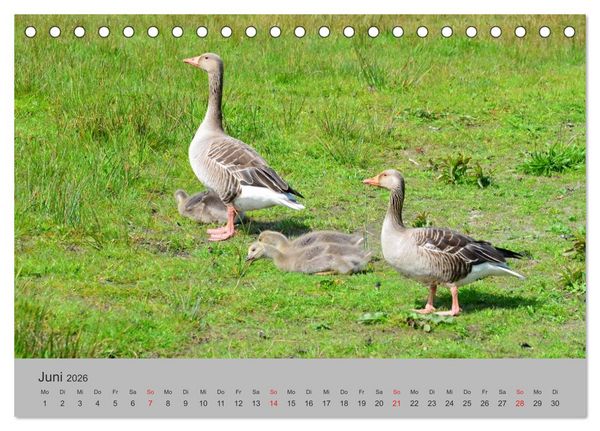 Produktbild: Impressionen von Texel (Tischkalender 2026 DIN A5 quer), CALVENDO Monatskalender