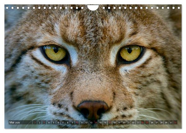 Produktbild: Der Luchs - Dem Pinselohr auf der Spur (Wandkalender 2026 DIN A4 quer), CALVENDO Monatskalender
