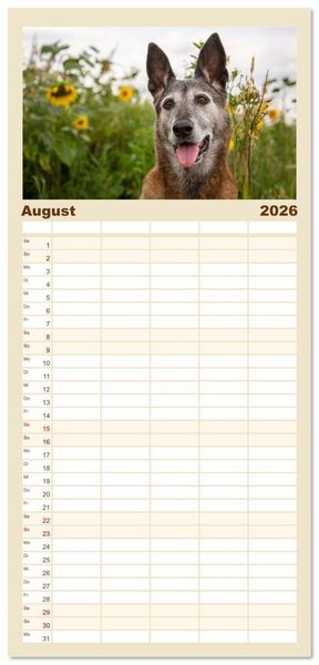 Produktbild: Familienplaner 2026 - Mit dem Malinois durch das Jahr mit 5 Spalten (Wandkalender, 21 x 45 cm) CALVENDO