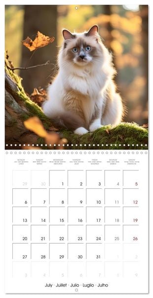 Produktbild: Beautiful Ragdolls - Cats in Nature (Wall Calendar 2026 12 &times; 12 Inch) CALVENDO 12 Month Wall Calendar