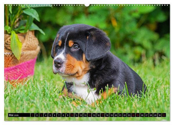 Produktbild: Ein Hund zum Verlieben - Gro&szlig;er Schweizer Sennenhund (Wandkalender 2026 DIN A2 quer), CALVENDO Monatskalender